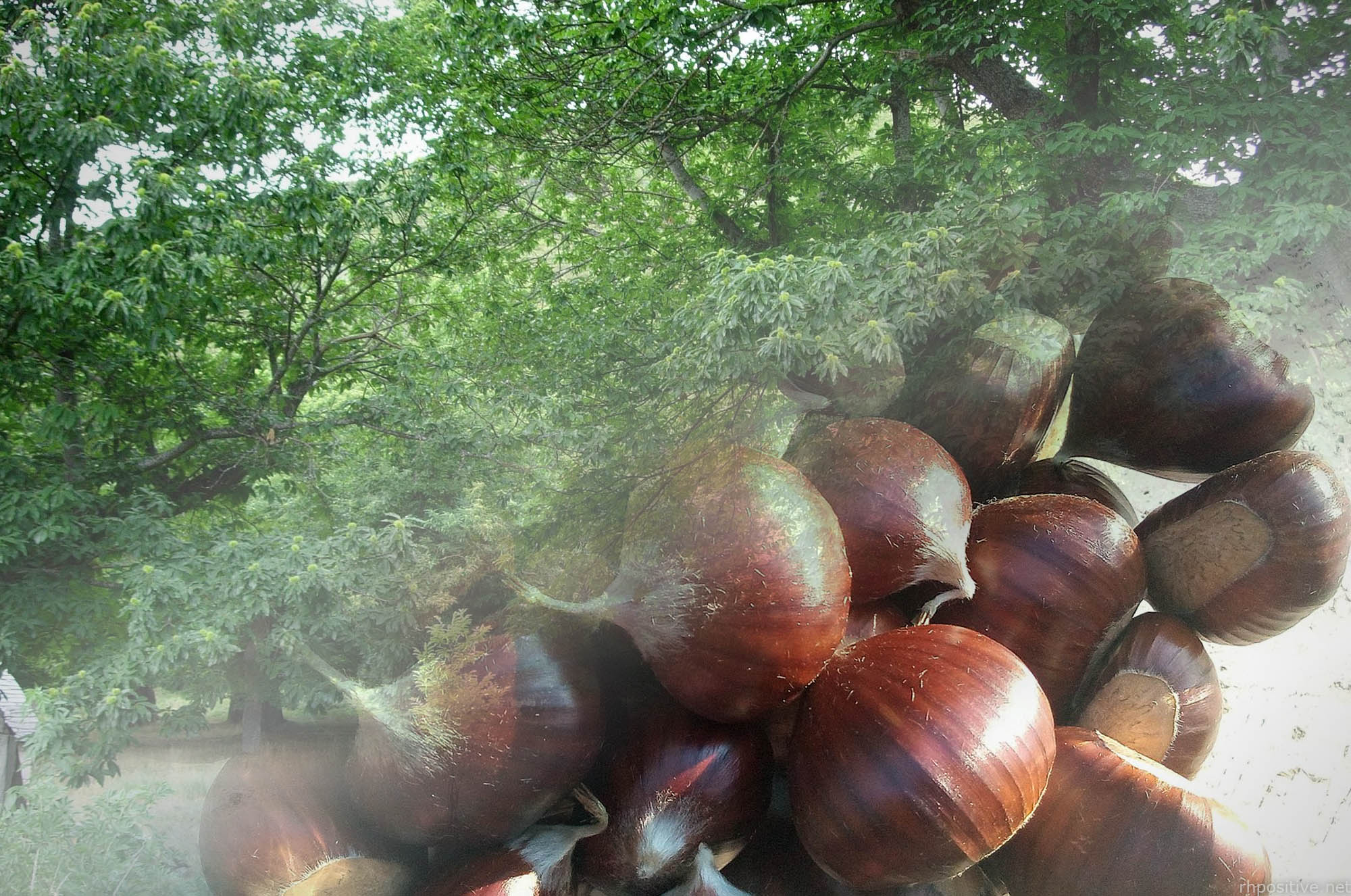 Ricettario del Malcantone. L'evoluzione del sistema alimentare e i cambiamenti culturali