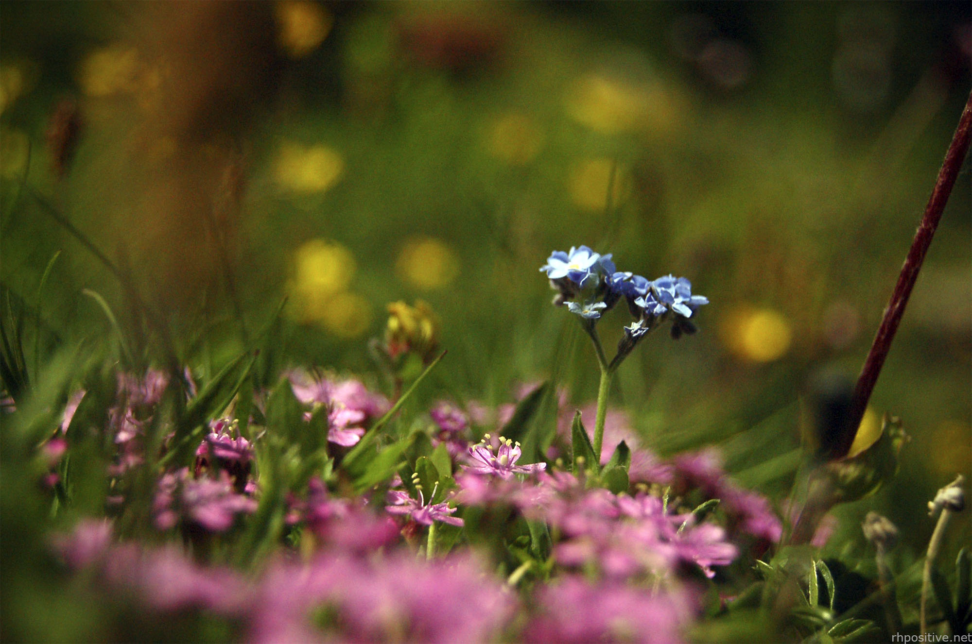  Dyson,  Biodiversità